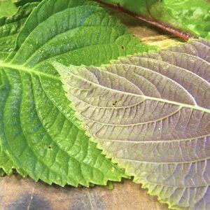 Meet your Posher, Perilla